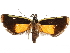  (Dichomeris pyrocosma - CCDB-30457-C08)  @11 [ ] CreativeCommons - Attribution (2019) CBG Photography Group Centre for Biodiversity Genomics