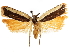  (Dichomeris tricolor - CCDB-30457-C09)  @11 [ ] CreativeCommons - Attribution (2019) CBG Photography Group Centre for Biodiversity Genomics