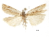  (Crambus ainslieellus - CCDB-30819-A10)  @11 [ ] CreativeCommons - Attribution (2018) CBG Photography Group Centre for Biodiversity Genomics