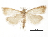  (Crambus angulatus - CCDB-30819-A12)  @11 [ ] CreativeCommons - Attribution (2018) CBG Photography Group Centre for Biodiversity Genomics