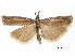  (Crambus awemellus - CCDB-30819-B03)  @11 [ ] CreativeCommons - Attribution (2018) CBG Photography Group Centre for Biodiversity Genomics