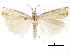  (Crambus braunellus - CCDB-30819-B05)  @11 [ ] CreativeCommons - Attribution (2018) CBG Photography Group Centre for Biodiversity Genomics