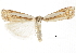  ( - CCDB-30819-B10)  @11 [ ] CreativeCommons - Attribution (2018) CBG Photography Group Centre for Biodiversity Genomics