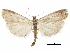  ( - CCDB-30819-D02)  @11 [ ] CreativeCommons - Attribution (2018) CBG Photography Group Centre for Biodiversity Genomics
