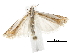  (Crambus leuconotus - CCDB-30819-D09)  @11 [ ] CreativeCommons - Attribution (2018) CBG Photography Group Centre for Biodiversity Genomics