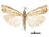  (Crambus praefectellus - CCDB-30819-E06)  @11 [ ] CreativeCommons - Attribution (2018) CBG Photography Group Centre for Biodiversity Genomics