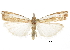  ( - CCDB-30819-E11)  @11 [ ] CreativeCommons - Attribution (2018) CBG Photography Group Centre for Biodiversity Genomics