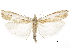  ( - CCDB-30819-F03)  @11 [ ] CreativeCommons - Attribution (2018) CBG Photography Group Centre for Biodiversity Genomics