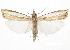  ( - CCDB-30819-F04)  @11 [ ] CreativeCommons - Attribution (2018) CBG Photography Group Centre for Biodiversity Genomics