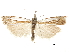 (Crambus sanfordellus - CCDB-30819-F06)  @11 [ ] CreativeCommons - Attribution (2018) CBG Photography Group Centre for Biodiversity Genomics
