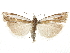  ( - CCDB-30819-F07)  @11 [ ] CreativeCommons - Attribution (2018) CBG Photography Group Centre for Biodiversity Genomics