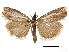  (Crambus tutillus - CCDB-30819-G03)  @11 [ ] CreativeCommons - Attribution (2018) CBG Photography Group Centre for Biodiversity Genomics