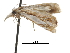  ( - CCDB-30819-G11)  @11 [ ] CreativeCommons - Attribution (2018) CBG Photography Group Centre for Biodiversity Genomics