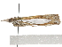  ( - CCDB-30819-H10)  @11 [ ] CreativeCommons - Attribution (2018) CBG Photography Group Centre for Biodiversity Genomics