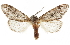  ( - CCDB-30820-A01)  @11 [ ] CreativeCommons - Attribution (2018) CBG Photography Group Centre for Biodiversity Genomics