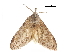  ( - CCDB-30820-A03)  @11 [ ] CreativeCommons - Attribution (2018) CBG Photography Group Centre for Biodiversity Genomics
