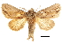  ( - CCDB-30820-A06)  @11 [ ] CreativeCommons - Attribution (2018) CBG Photography Group Centre for Biodiversity Genomics