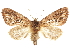  ( - CCDB-30820-A09)  @11 [ ] CreativeCommons - Attribution (2018) CBG Photography Group Centre for Biodiversity Genomics