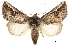  ( - CCDB-30820-B02)  @11 [ ] CreativeCommons - Attribution (2018) CBG Photography Group Centre for Biodiversity Genomics