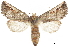  ( - CCDB-30820-B03)  @11 [ ] CreativeCommons - Attribution (2018) CBG Photography Group Centre for Biodiversity Genomics