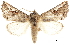  ( - CCDB-30820-B04)  @11 [ ] CreativeCommons - Attribution (2018) CBG Photography Group Centre for Biodiversity Genomics
