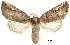  ( - CCDB-30820-B05)  @11 [ ] CreativeCommons - Attribution (2018) CBG Photography Group Centre for Biodiversity Genomics