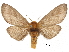  ( - CCDB-30820-B08)  @11 [ ] CreativeCommons - Attribution (2018) CBG Photography Group Centre for Biodiversity Genomics