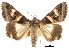  ( - CCDB-30820-C12)  @15 [ ] CreativeCommons - Attribution (2018) CBG Photography Group Centre for Biodiversity Genomics