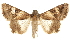  ( - CCDB-30820-D01)  @14 [ ] CreativeCommons - Attribution (2018) CBG Photography Group Centre for Biodiversity Genomics