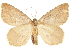  ( - CCDB-30820-D12)  @11 [ ] CreativeCommons - Attribution (2018) CBG Photography Group Centre for Biodiversity Genomics
