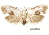  (Baeonoma mastodes - CCDB-30821-C06)  @11 [ ] CreativeCommons - Attribution (2018) CBG Photography Group Centre for Biodiversity Genomics