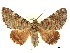  ( - CCDB-30821-G03)  @11 [ ] CreativeCommons - Attribution (2018) CBG Photography Group Centre for Biodiversity Genomics