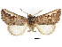  ( - CCDB-30822-A08)  @11 [ ] CreativeCommons - Attribution (2018) CBG Photography Group Centre for Biodiversity Genomics