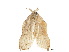  (Tonica lagaropis - CCDB-30822-A10)  @11 [ ] CreativeCommons - Attribution (2018) CBG Photography Group Centre for Biodiversity Genomics