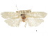  (Gonioterma crambitella - CCDB-30822-A11)  @11 [ ] CreativeCommons - Attribution (2018) CBG Photography Group Centre for Biodiversity Genomics