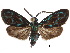  (Clelea formosana - CCDB-30822-B06)  @11 [ ] CreativeCommons - Attribution (2018) CBG Photography Group Centre for Biodiversity Genomics