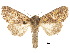  ( - CCDB-30822-C05)  @13 [ ] CreativeCommons - Attribution (2018) CBG Photography Group Centre for Biodiversity Genomics