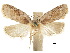  ( - CCDB-30822-E01)  @11 [ ] CreativeCommons - Attribution (2018) CBG Photography Group Centre for Biodiversity Genomics