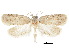  ( - CCDB-30822-E02)  @11 [ ] CreativeCommons - Attribution (2018) CBG Photography Group Centre for Biodiversity Genomics