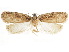  ( - CCDB-30822-E05)  @11 [ ] CreativeCommons - Attribution (2018) CBG Photography Group Centre for Biodiversity Genomics