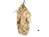  ( - CCDB-30822-E11)  @11 [ ] CreativeCommons - Attribution (2018) CBG Photography Group Centre for Biodiversity Genomics
