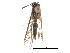  ( - CCDB-30822-F06)  @11 [ ] CreativeCommons - Attribution (2018) CBG Photography Group Centre for Biodiversity Genomics