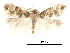  ( - CCDB-30822-H01)  @11 [ ] CreativeCommons - Attribution (2018) CBG Photography Group Centre for Biodiversity Genomics