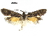  ( - CCDB-30823-D01)  @13 [ ] CreativeCommons - Attribution (2018) CBG Photography Group Centre for Biodiversity Genomics