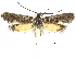  ( - CCDB-30823-D03)  @13 [ ] CreativeCommons - Attribution (2018) CBG Photography Group Centre for Biodiversity Genomics