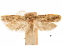  ( - CCDB-30823-E10)  @11 [ ] CreativeCommons - Attribution (2018) CBG Photography Group Centre for Biodiversity Genomics