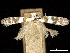  ( - CCDB-30823-G06)  @11 [ ] CreativeCommons - Attribution (2018) CBG Photography Group Centre for Biodiversity Genomics