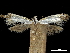  ( - CCDB-30823-G08)  @11 [ ] CreativeCommons - Attribution (2018) CBG Photography Group Centre for Biodiversity Genomics