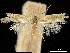  ( - CCDB-30823-G10)  @11 [ ] CreativeCommons - Attribution (2018) CBG Photography Group Centre for Biodiversity Genomics