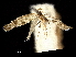  ( - CCDB-30823-H01)  @11 [ ] CreativeCommons - Attribution (2018) CBG Photography Group Centre for Biodiversity Genomics